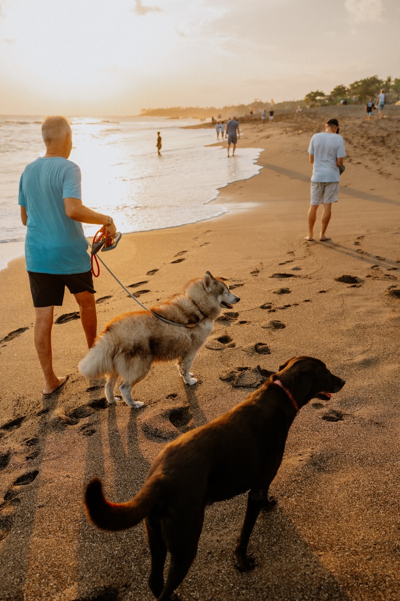 Man walks dogs on a sandy beach at sunset